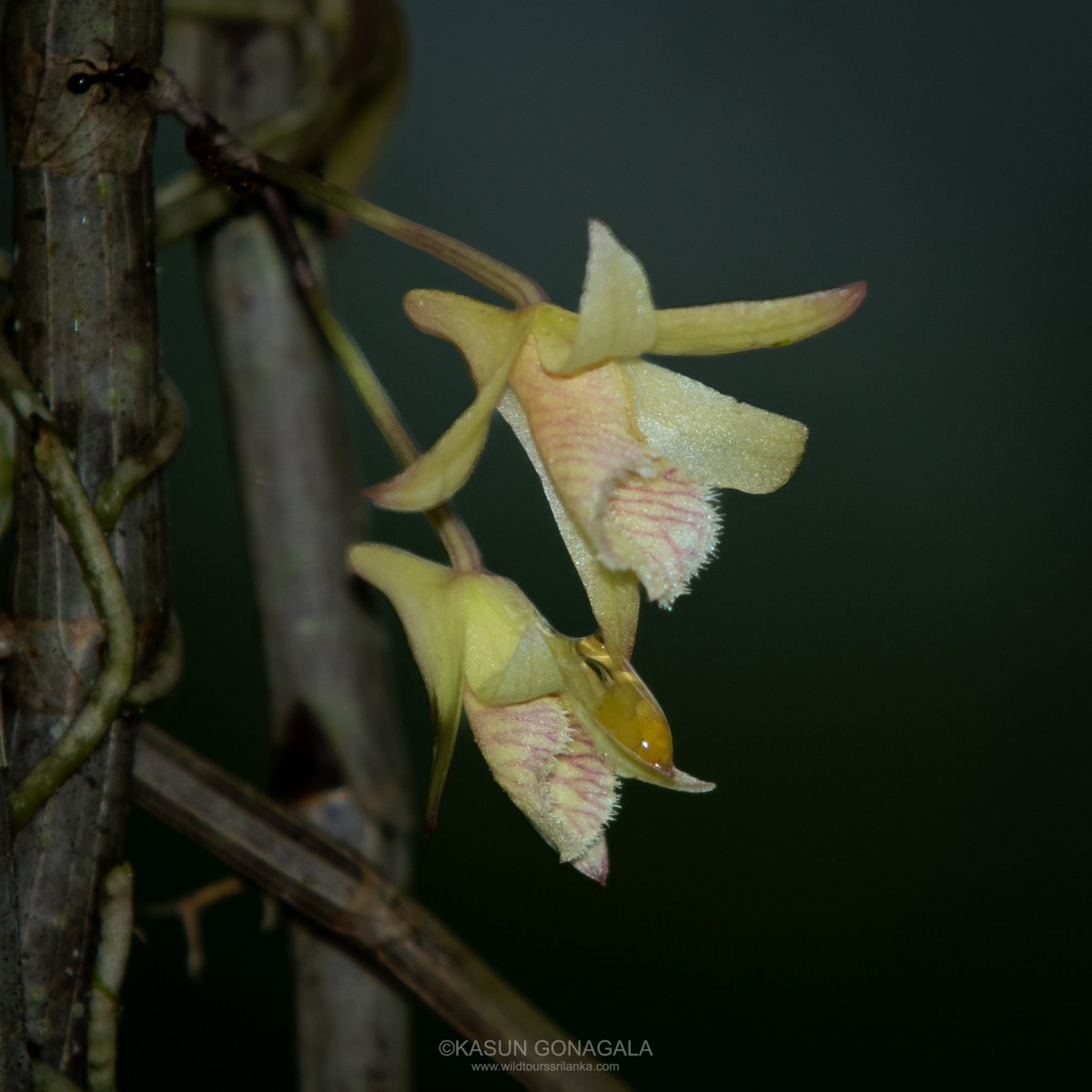Dendrobium macrostachyum Lindl.